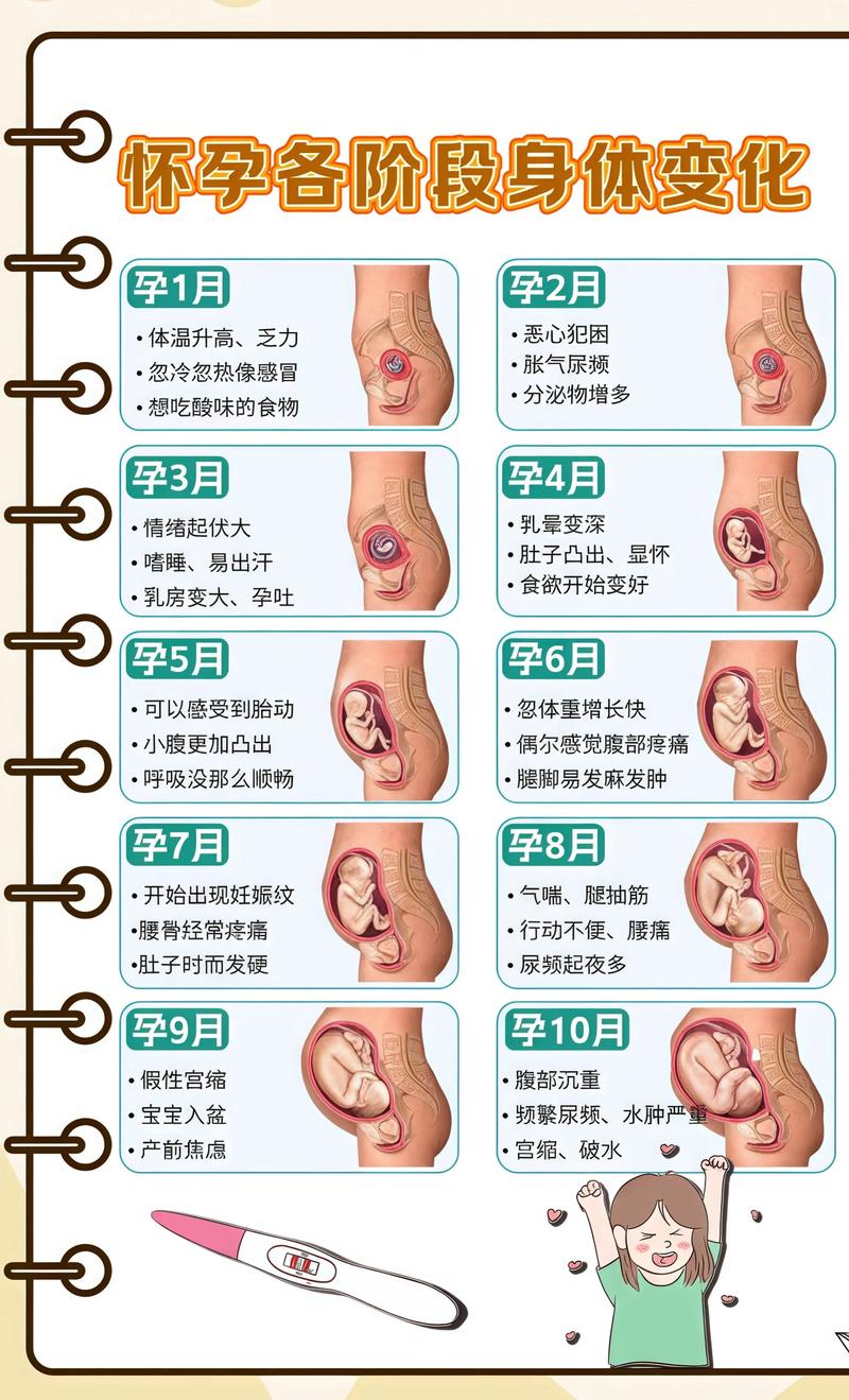 揭秘供卵代孕妈妈怀孕小腹分两节，孕期变化的奥秘茂名代生机构: